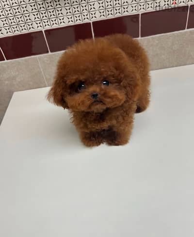 Female Poodle for sale