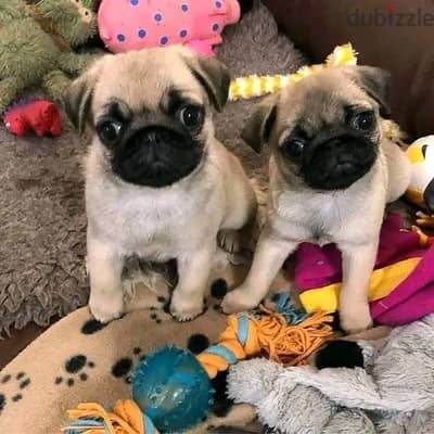 Pug male & Female