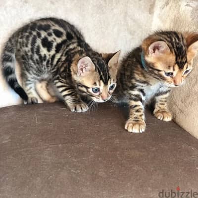 Bengal Male & Female