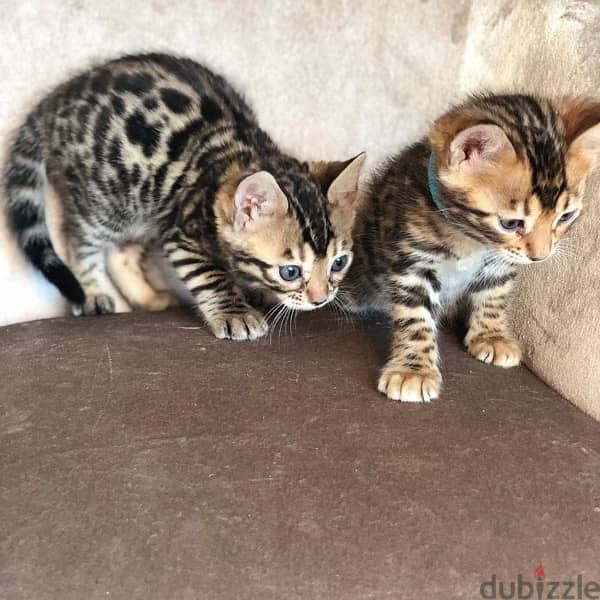 Bengal Male & Female 0