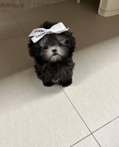 Black poodle puppy