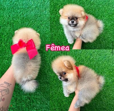 Cream male Pomeranian for sale