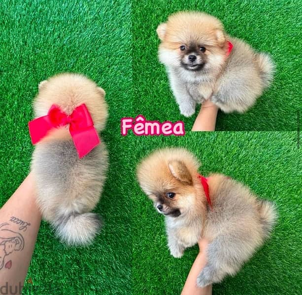 Cream male Pomeranian for sale 0