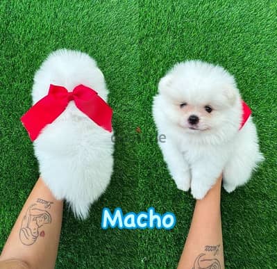 White male Pomeranian for sale