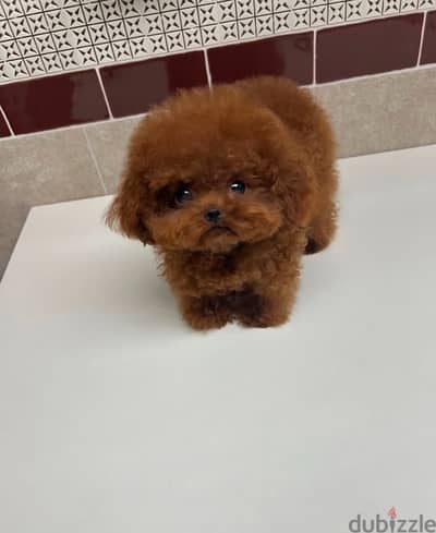 Female poodle puppy for sale