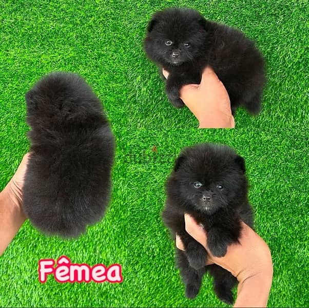 Black Female Pomeranian for sale 0