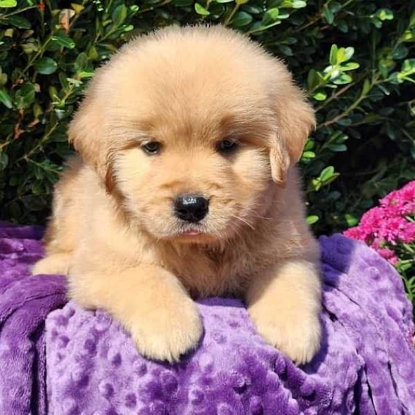 Male Golden retriever puppy for sale 1