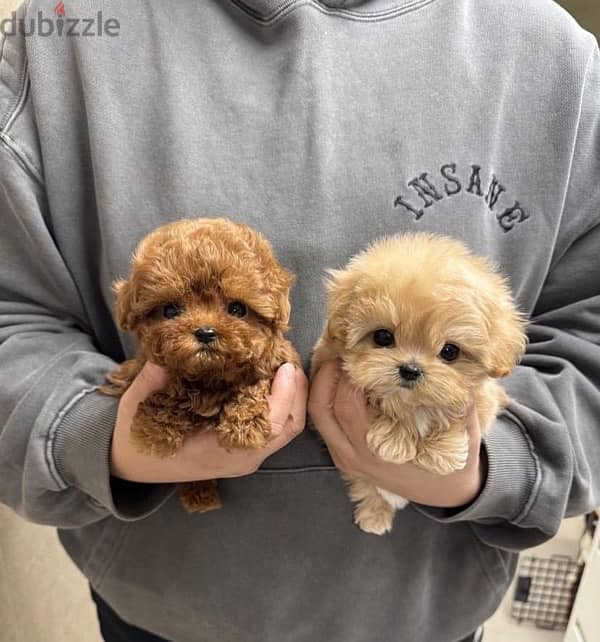 Male and female Poodle puppy 0