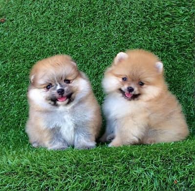 Male & Female Pomeranian  puppy