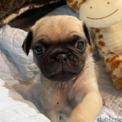 Male Pug puppy