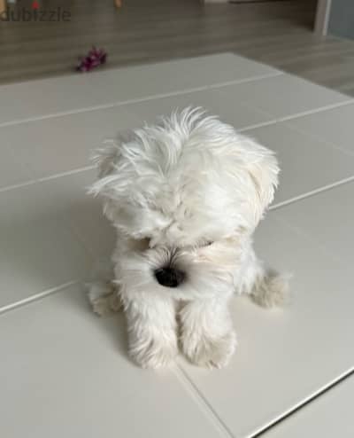 Maltese puppy