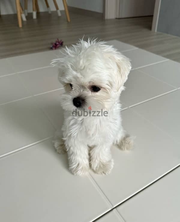 Maltese puppy 1