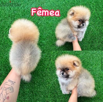 Female Pomeranian puppy