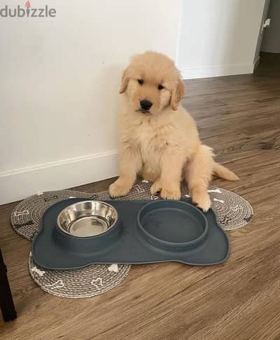 Male Golden retriever puppy