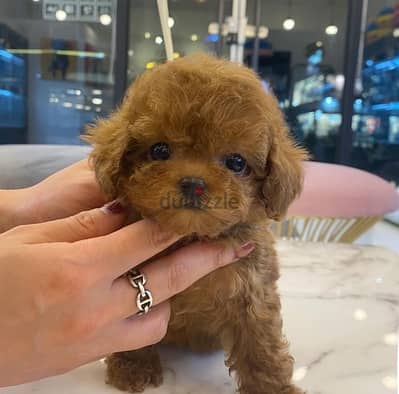 Trained Poodle puppy