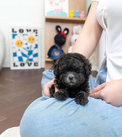 Black Female Poodle puppy