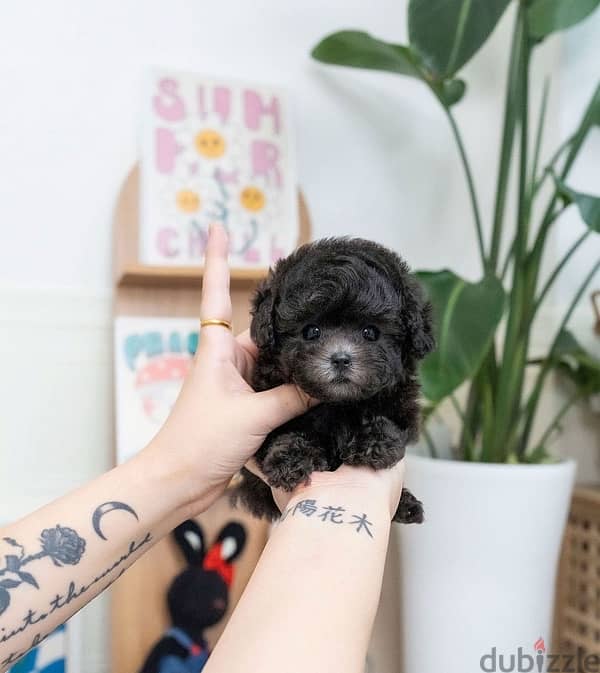 Black Female Poodle puppy 1