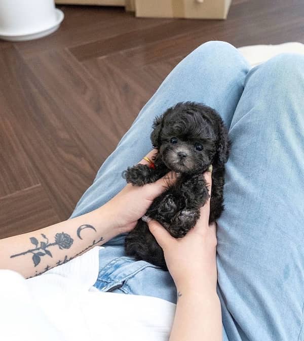 Black Female Poodle puppy 2