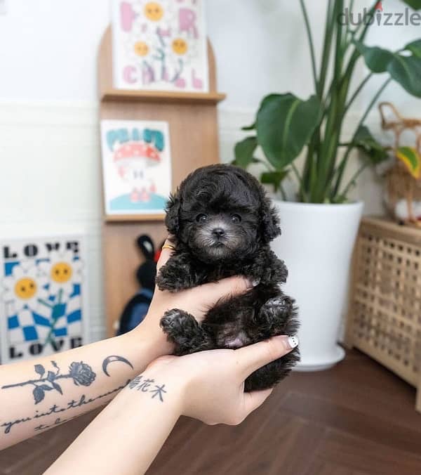 Black Female Poodle puppy 3