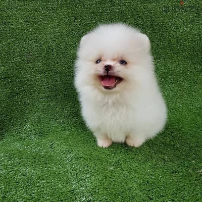 White Female Pomeranian puppy