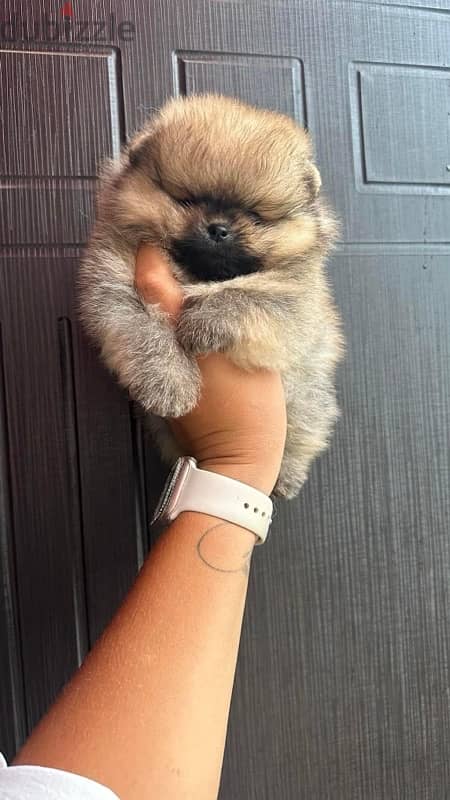 Super mini Pomeranian puppy 1