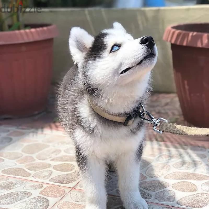 Siberian huskies// Whatsapp +971552543679 0