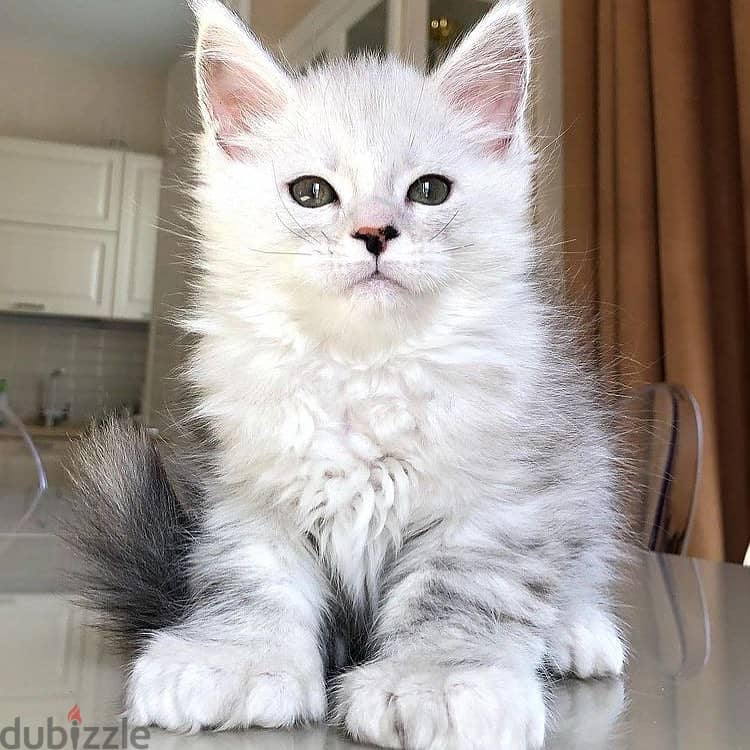 Maine coons kittens Whatsapp +971552543679 0