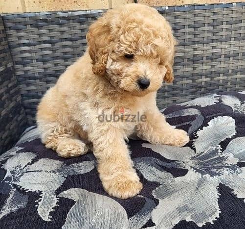 Whatsapp Me +972555074990 Toy Poodle Puppies 1