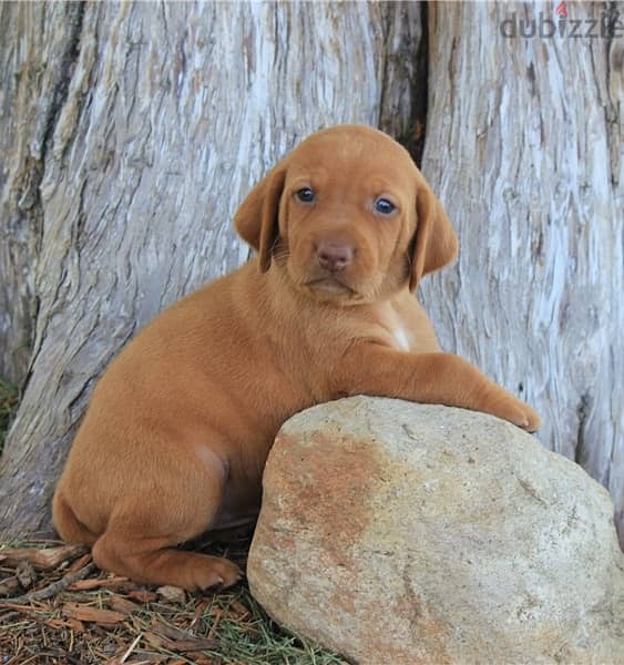 Whatsapp Me +966588993320 Hungarian Vizsla Puppies 1