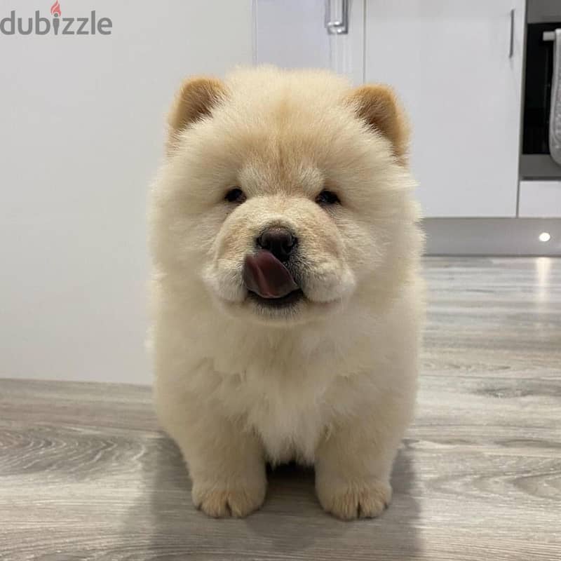 Chow Chow puppies// WhatsApp +97455937699 0