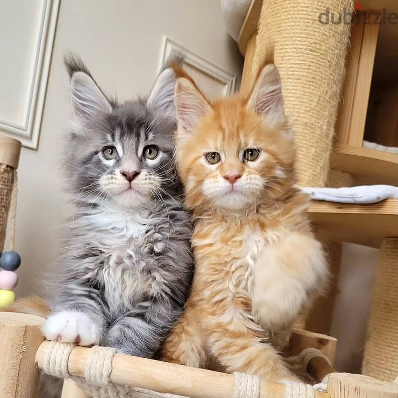 Maine Coon Kittens// WhatsApp +97455937699 0