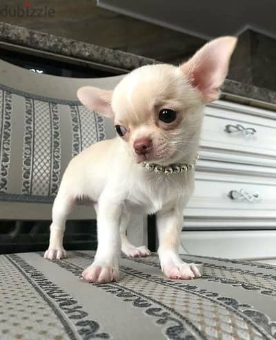 Chihuahua puppies// WhatsApp +97455792932