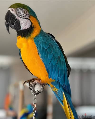 Macaw parrot// WhatsApp +971502618837