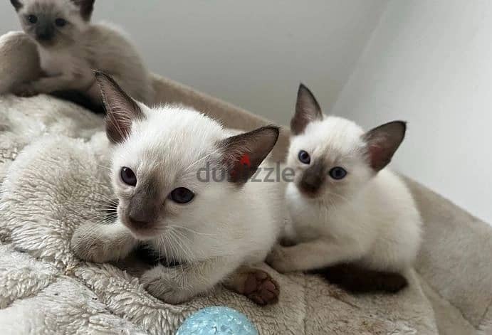 Whatsapp Me +966583921348 Siamese Cats 1