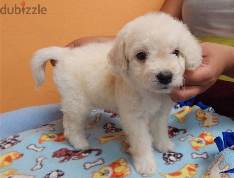 Whatsapp Me +966583921348 Maltipoo Puppies 1