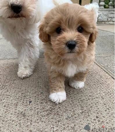 Whatsapp Me +966583921348 Maltipoo Puppies 1