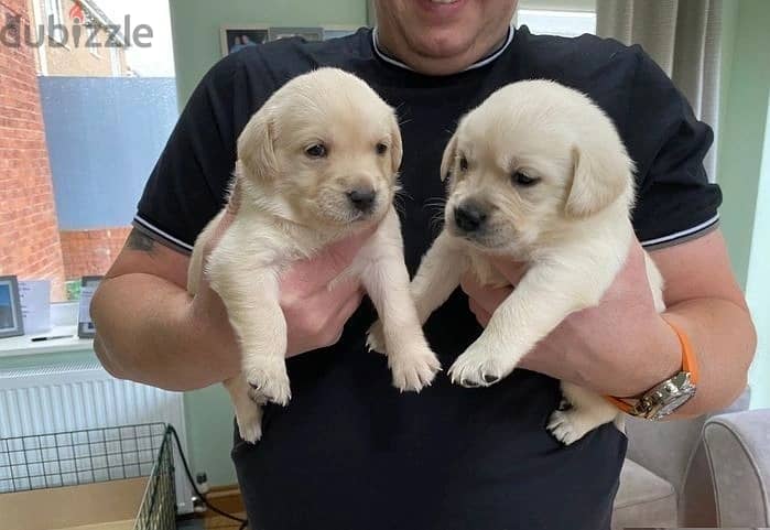 Whatsapp Me +972555074990 Labrador Puppies 1