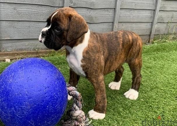 Whatsapp Me +966588993320 Boxer Puppies 0