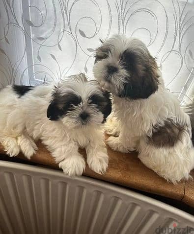 Whatsapp Me +966588993320 Shih Tzu Puppies 0