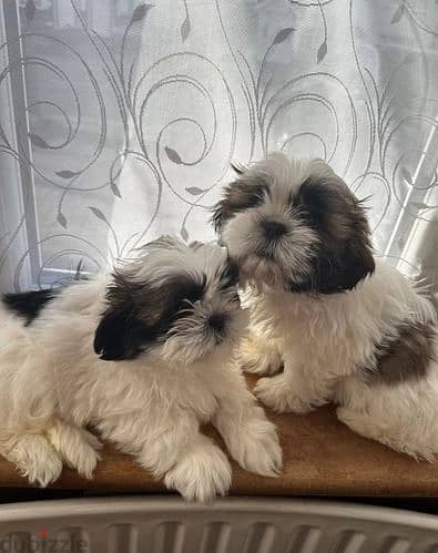 Whatsapp Me +966588993320 Shih Tzu Puppies 1