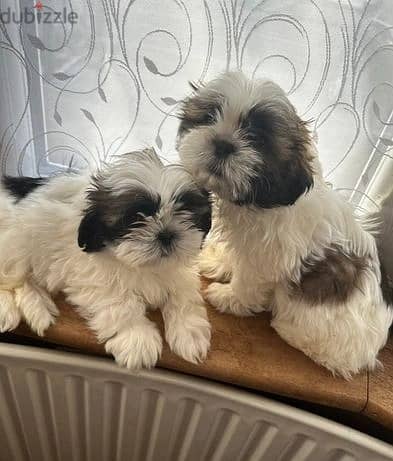 Whatsapp Me +966588993320 Shih Tzu Puppies 0