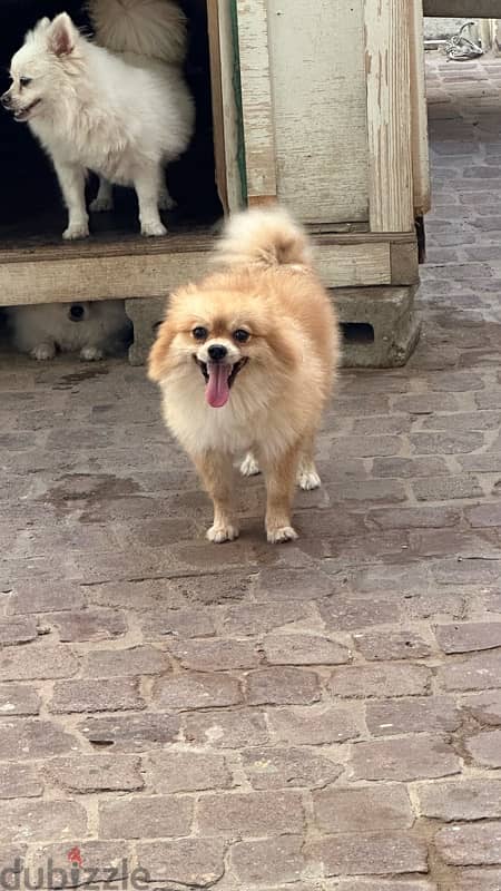 pomeranian dog for sale 0