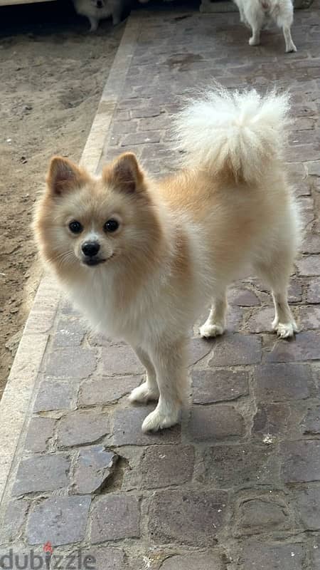 pomeranian dog for sale 2