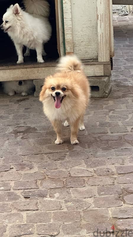 pomeranian dogs for sale 1