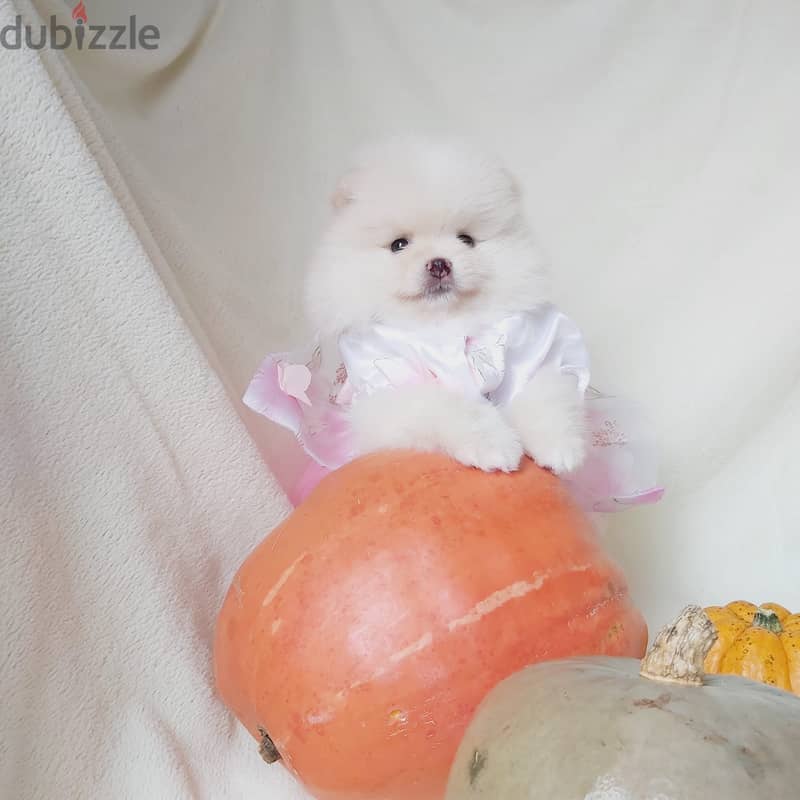 Pome_ranian Puppies 2