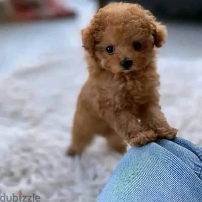 Poodle Puppies