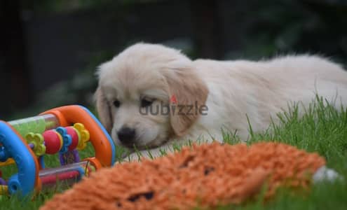 Golden Retriever puppies