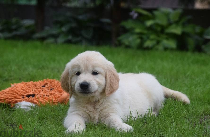 Golden Retriever puppies 1