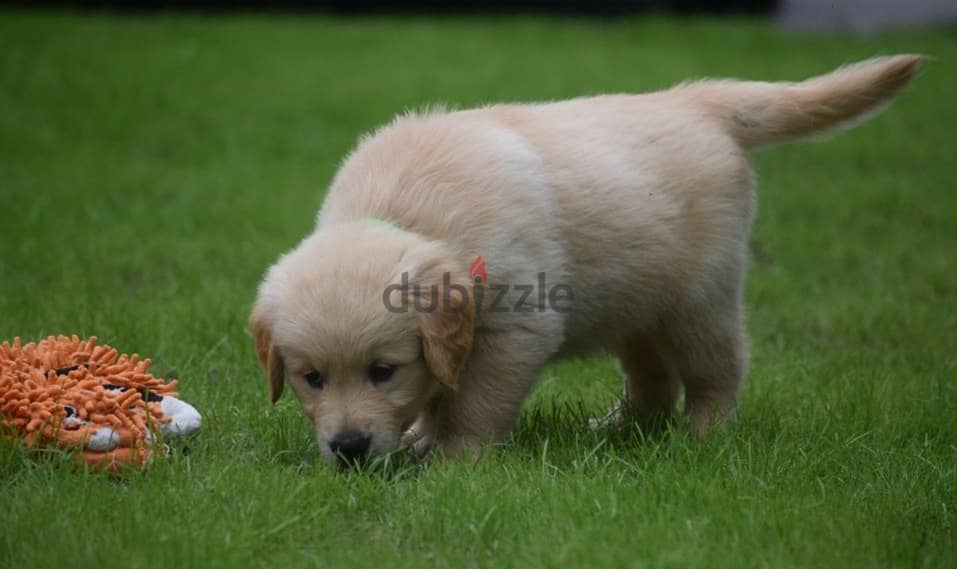 Golden Retriever puppies 2