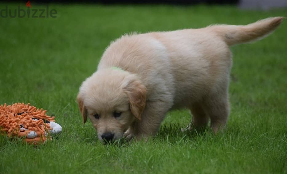 Golden Retriever puppies 3